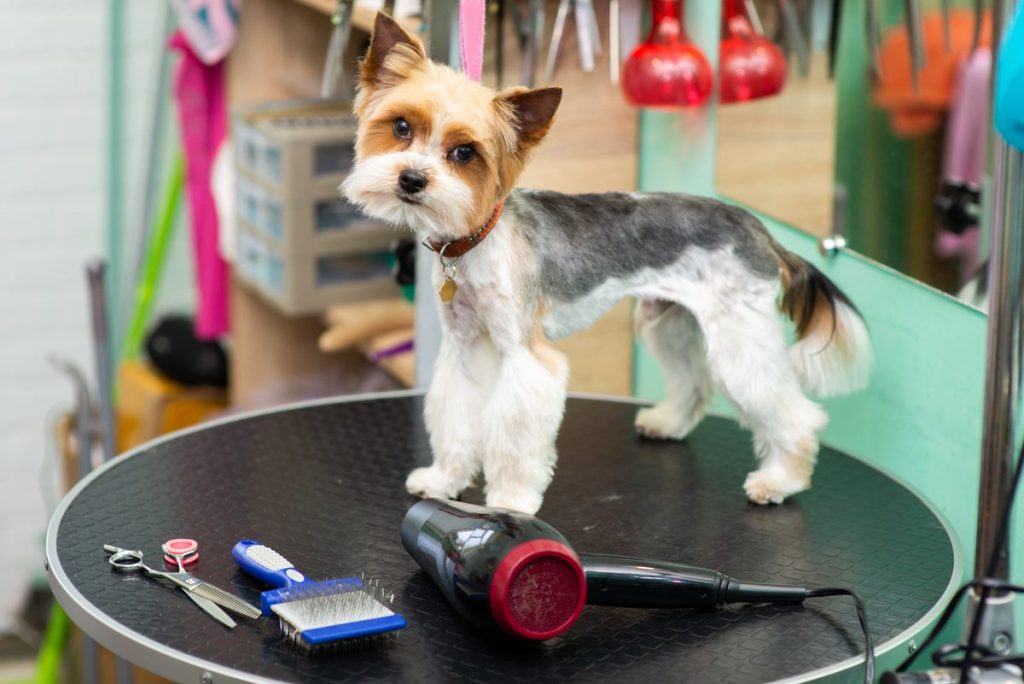 כלב יורקשייר על שולחן טיפוח עם מספריים ומייבש